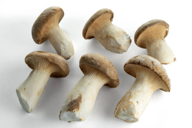 istock Six kings trumpet mushrooms isolated on white background. 1294866272