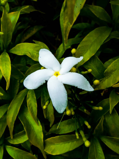 istock Mondokaki Flowers 1294866731