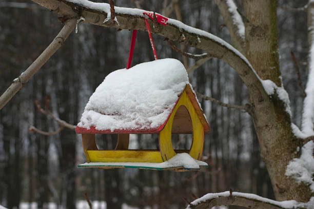 istock bird feeder on a branch in the winter park 1294868248