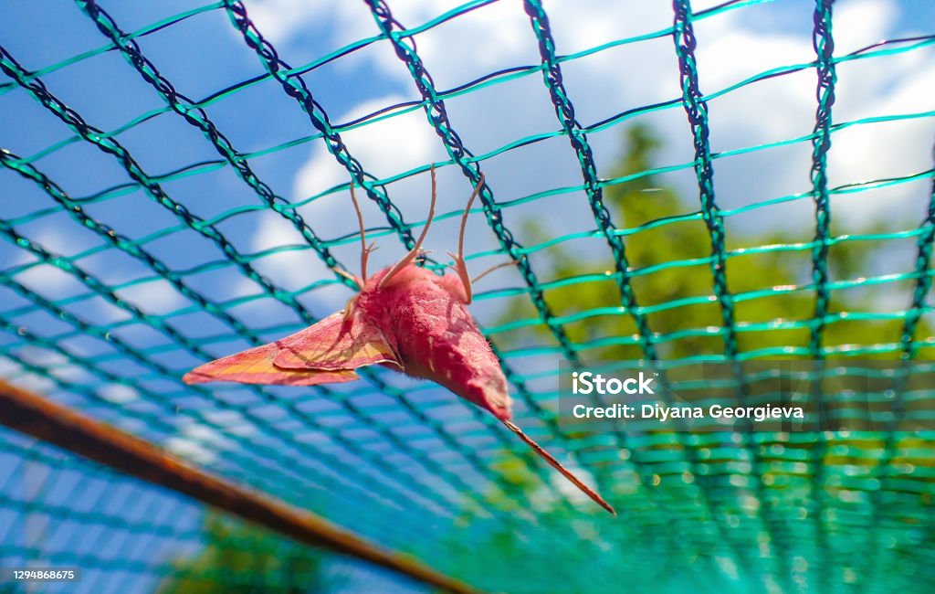A Pink-and-Yellow Rosy Maple Moth Pink-and-Yellow Rosy Maple Moth in a net Netting Stock Photo