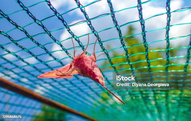 A Pinkandyellow Rosy Maple Moth Stock Photo - Download Image Now - Netting, Animal, Animal Antenna