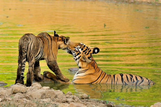 istock Tigress Greets her Baby 1294870278