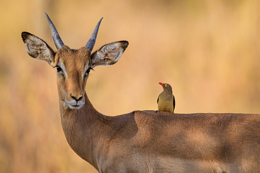 Impala and Red billed Oxpecker share a symbiotic relation.