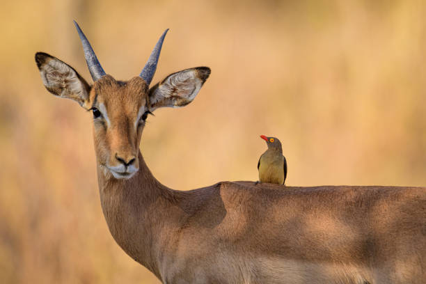 Symbiotic Relation Impala and Red billed Oxpecker share a symbiotic relation. impala stock pictures, royalty-free photos & images