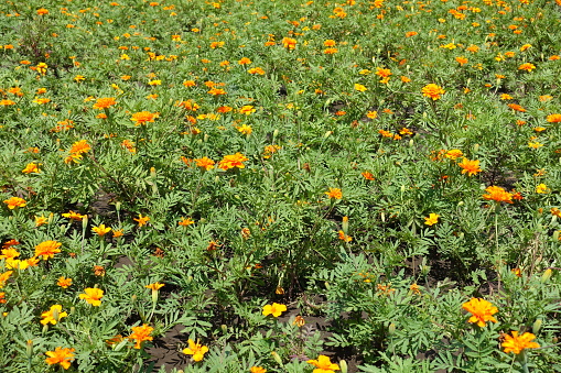 Buds and small orange flower heads of Tagetes patula in June