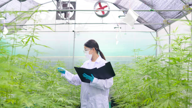 Concept of cannabis plantation for medical, a scientist is collecting data on cannabis sativa indoor farm Concept of cannabis plantation for medical, a scientist is collecting data on cannabis sativa indoor farm medical cannabis stock pictures, royalty-free photos & images