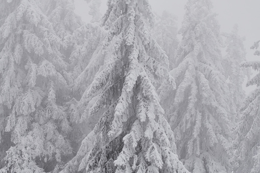 Snow covered coniferous trees (firs) in the forest on a frosty winter day.