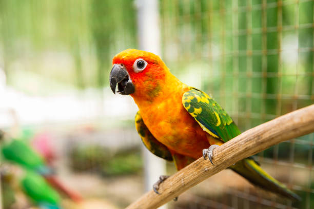 istock Belarus, Amazon Parrot, Animal, Animal Body Part, Animal Head 1294872818