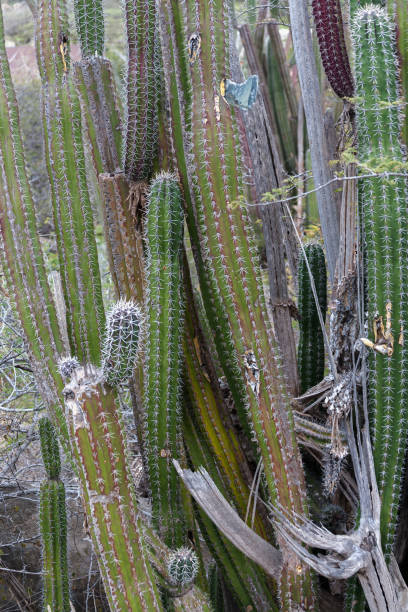 istock Cactus in the desert in Aruba 1294874402