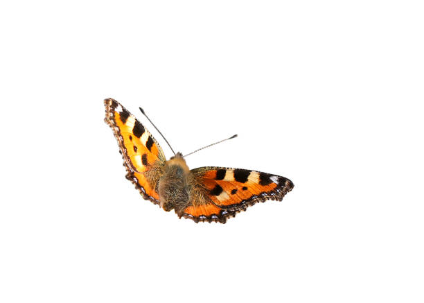 istock Beautiful colorful monarch butterfly isolated on white background. 1294874821