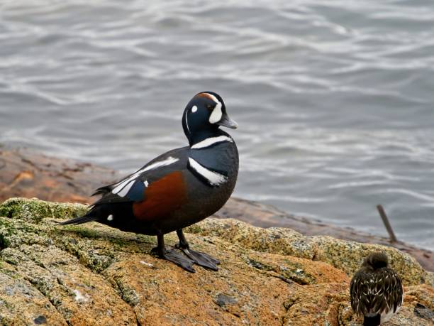 harlequin duck (histrionicus histrionicus) - harlequin duck duck harlequin water bird imagens e fotografias de stock