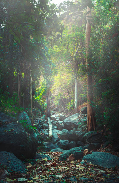 istock Narrow, stony hiking trail which leads through a forest of deciduous trees with swinging mist. Majestic of the natural landscape. 1294876218
