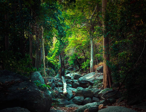 istock Narrow, stony hiking trail which leads through a forest of deciduous trees. 1294876222