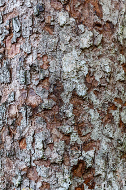 istock Closeup embossed textured of old tree bark background. 1294876248