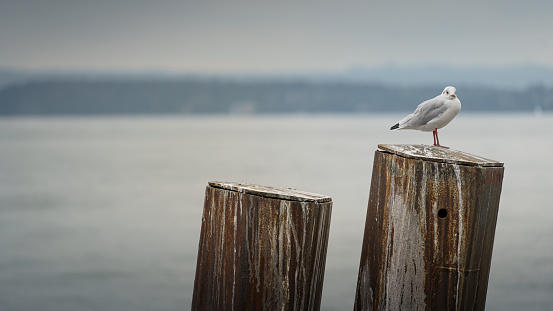 Seagull sitting on a bollard at Lake Constance