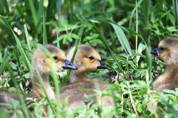 istock Goslings in Tall Grass 1294878124