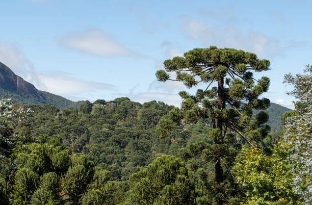 istock Pinetrees in an altitude rainforest at Minas Gerais, Brazil 1294878615