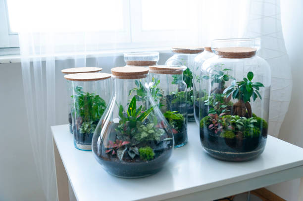 istock Beautiful jar with live forest with self ecosystem, terrarium, forest in a jar 1294879233