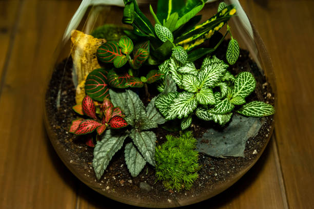 istock Beautiful jar with live forest with self ecosystem, terrarium, forest in a jar 1294880200