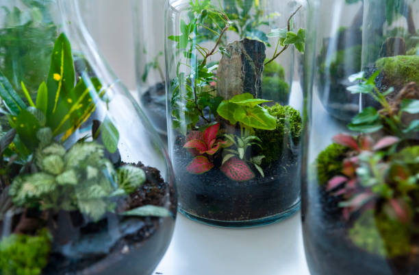 istock Beautiful jar with live forest with self ecosystem, terrarium, forest in a jar 1294880206
