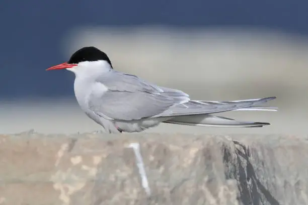 Photo of Arctic tern (Sterna paradisaea) Öland Sweden