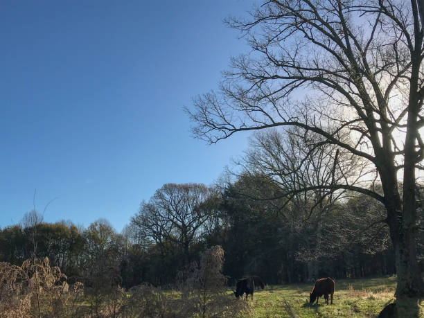 istock Cows graze underneath a bare tree in a green field under a bright blue sky in the countryside in winter; Georgia 1294884089