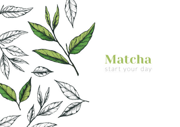 illustrazioni stock, clip art, cartoni animati e icone di tendenza di illustrazione vettoriale di uno striscione orizzontale pubblicitario di tè matcha o tè verde. volantino o post su una cerimonia del tè o un prodotto - green tea illustrations