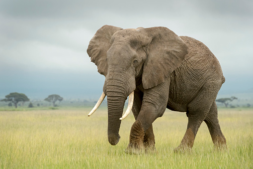 The most well-known animals in Africa walk in group across the plain.