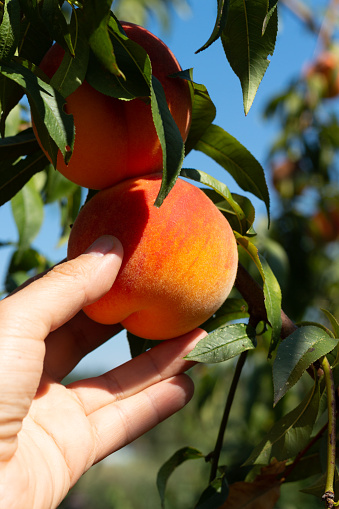 Harvesting peaches. Female hand touching ripe peach on branch of peach tree in orchard. Vertical shot