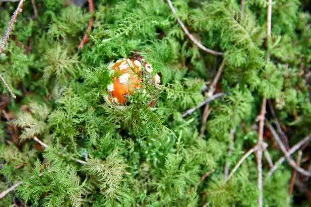 Directly above morning overcast daylight image of a young fly agaric on a forest floor in autumn.