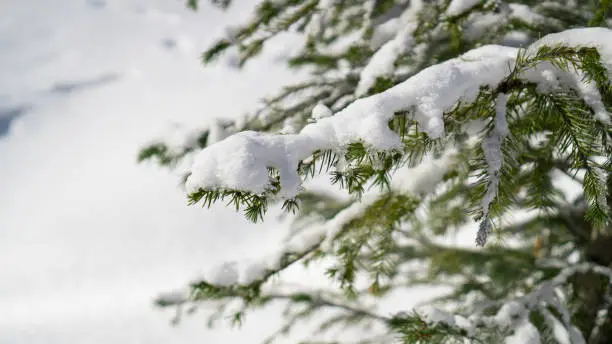 Photo of Close up fir branch on snow. Frozen pine branches in the snow. Big fur-tree branch with snow. Winter background.