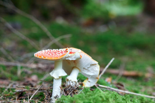 istock Two Amanita muscaria 1294886521