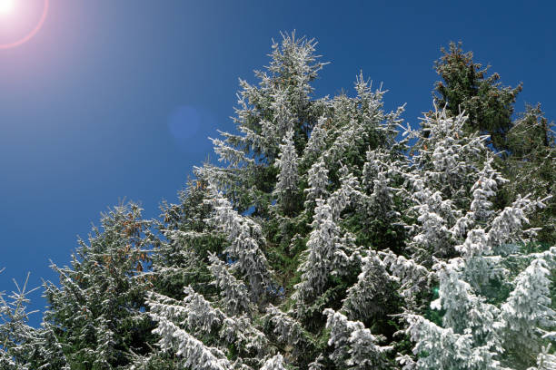 Photo of Pines are partially covered with snow. Fir branch on snow. Pine branch laden with snow. High trees dusted of snow
