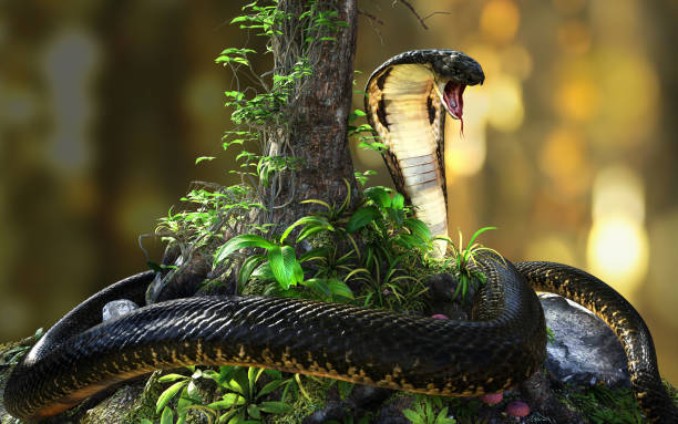 istock King Cobra The world's longest venomous snake with Clipping Path 1294891493
