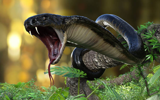 King Cobra The world's longest venomous snake with Clipping Path stock photo
