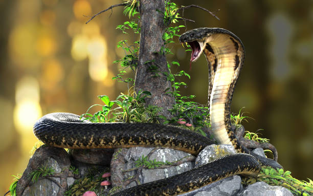 istock King Cobra The world's longest venomous snake with Clipping Path 1294891505