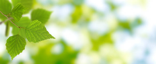 istock image of a birch branch with green leaves 1294891767
