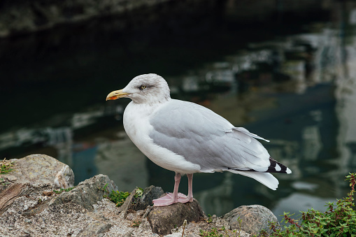 A view of a Black Headed Gull in winter plumage