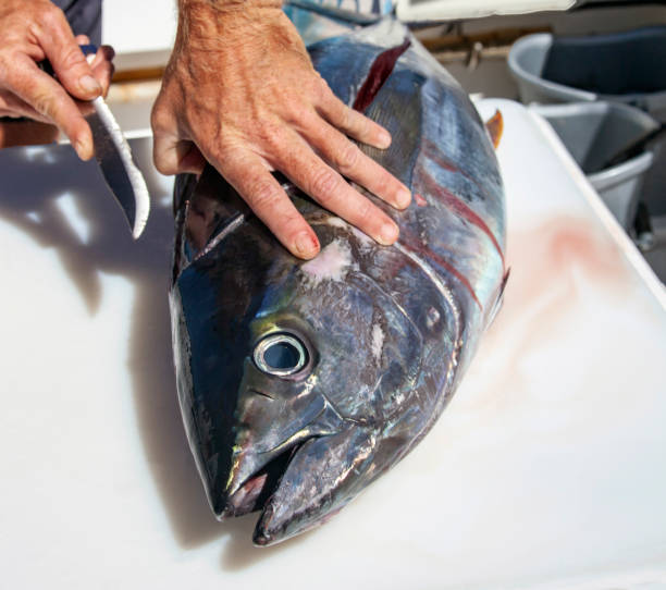 atún de aleta amarilla durante una rápida carnicería en el mar después de pescar sashimi. - big eye tuna fotografías e imágenes de stock