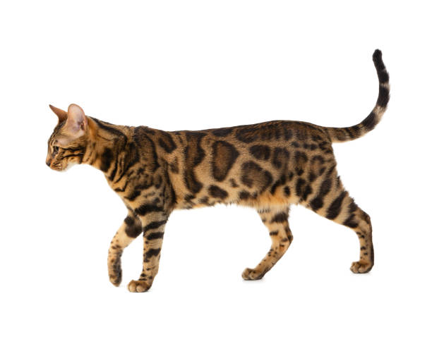 15.800+ Kucing Bengal Foto Stok, Potret, & Gambar Bebas Royalti - iStock