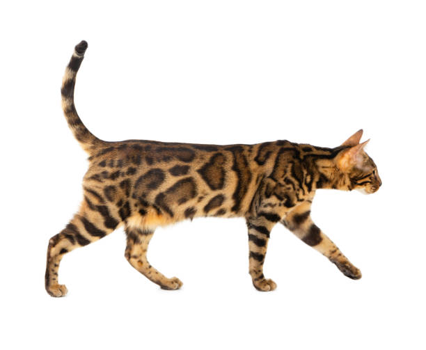 istock Beautiful adult cat bengal breed isolated on white 1294896013