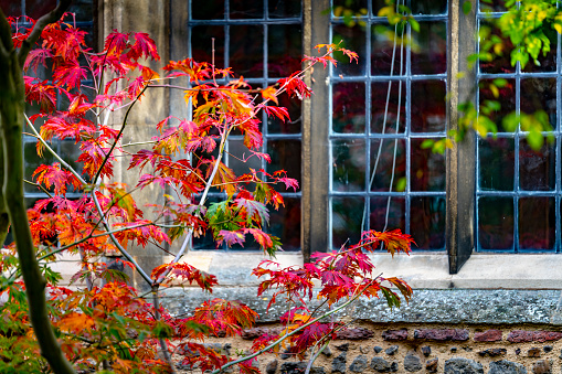 Japanese maple in Autumn in front of a Cambridge college window.