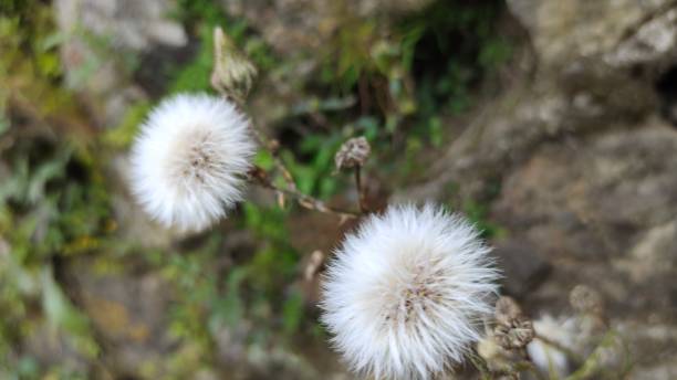 usines de jombang - dandelion snow photos et images de collection