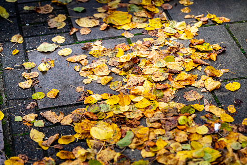 Autumn leaves on a Cambridge road.