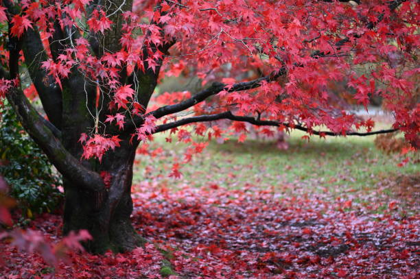 czerwony klon japoński - maple tree tree autumn red zdjęcia i obrazy z banku zdjęć