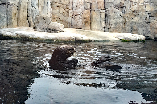 One drenched oriental claw otter standing tiptoe.