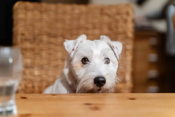 cute Parson Russell Terrier sits on a chair and looks over the table