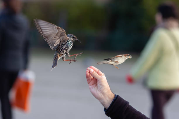 picture of a man's hand feeding birds in winter