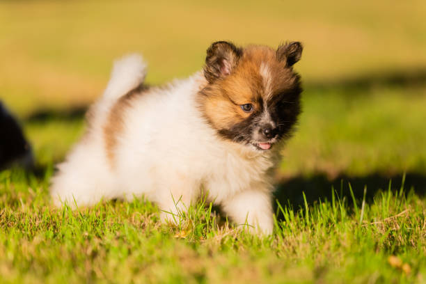 istock cute Elo puppy on a meadow 1294905281