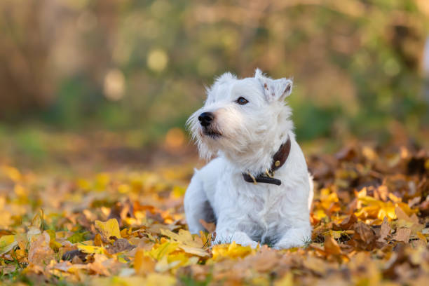 istock Parson Russell Terrier lies on an autumnal meadow 1294905335